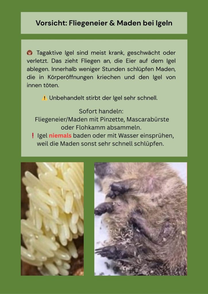 Igelstation Durchhausen Igel Fliegenlarven Hinweis