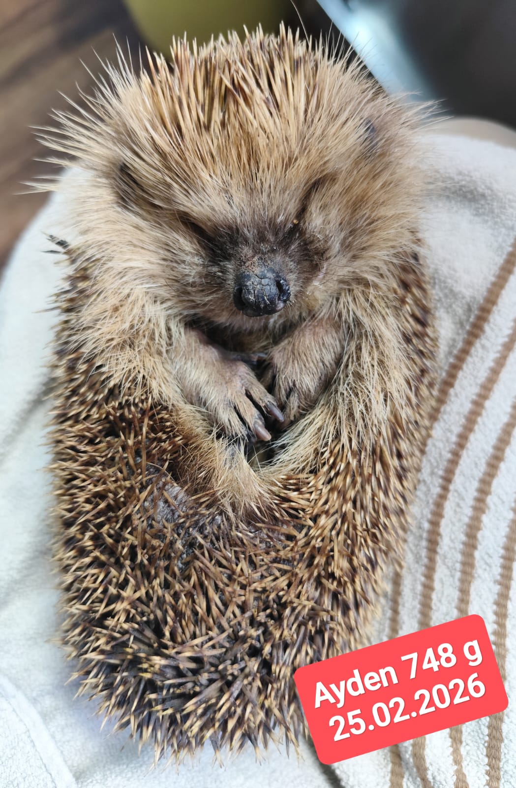 whatsapp image 2026 03 16 at 08.42.21