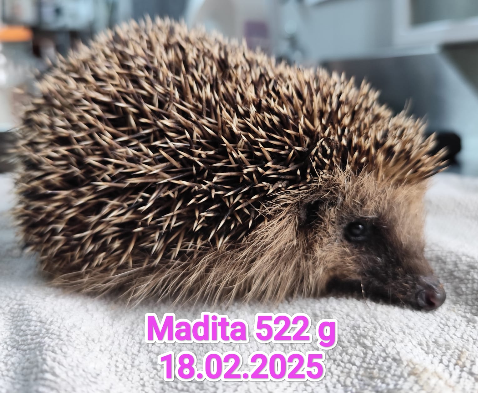 whatsapp image 2026 03 18 at 08.13.34