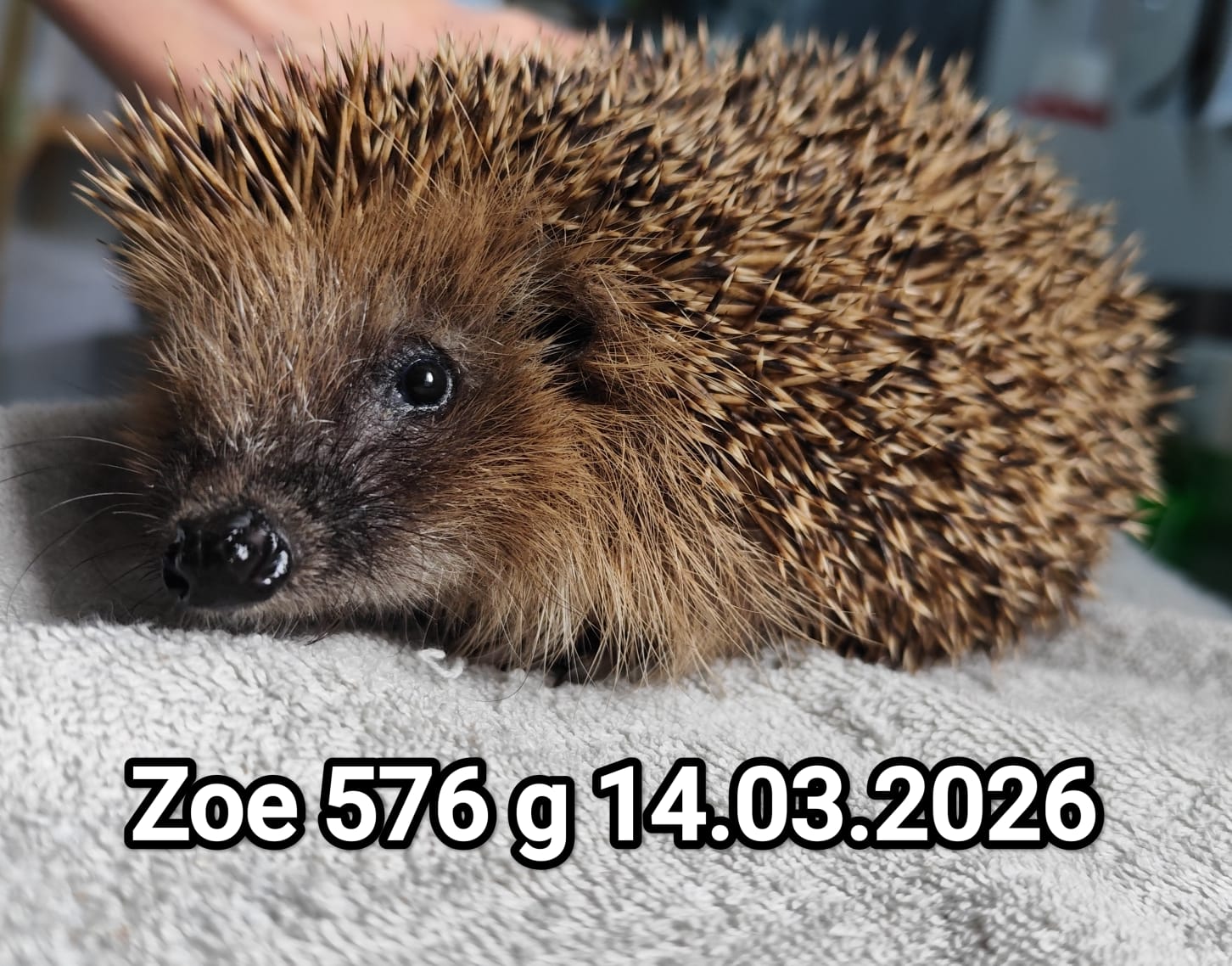 whatsapp image 2026 03 18 at 08.15.39