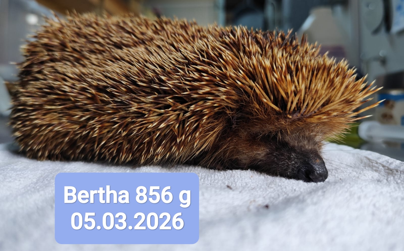 whatsapp image 2026 03 18 at 08.17.37