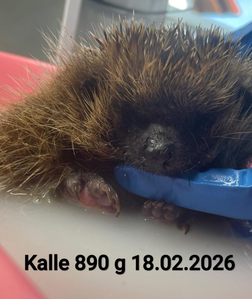 whatsapp image 2026 03 20 at 08.35.05