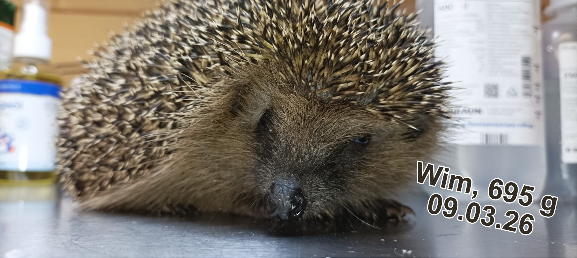 Igelstation Stetten Wim März26