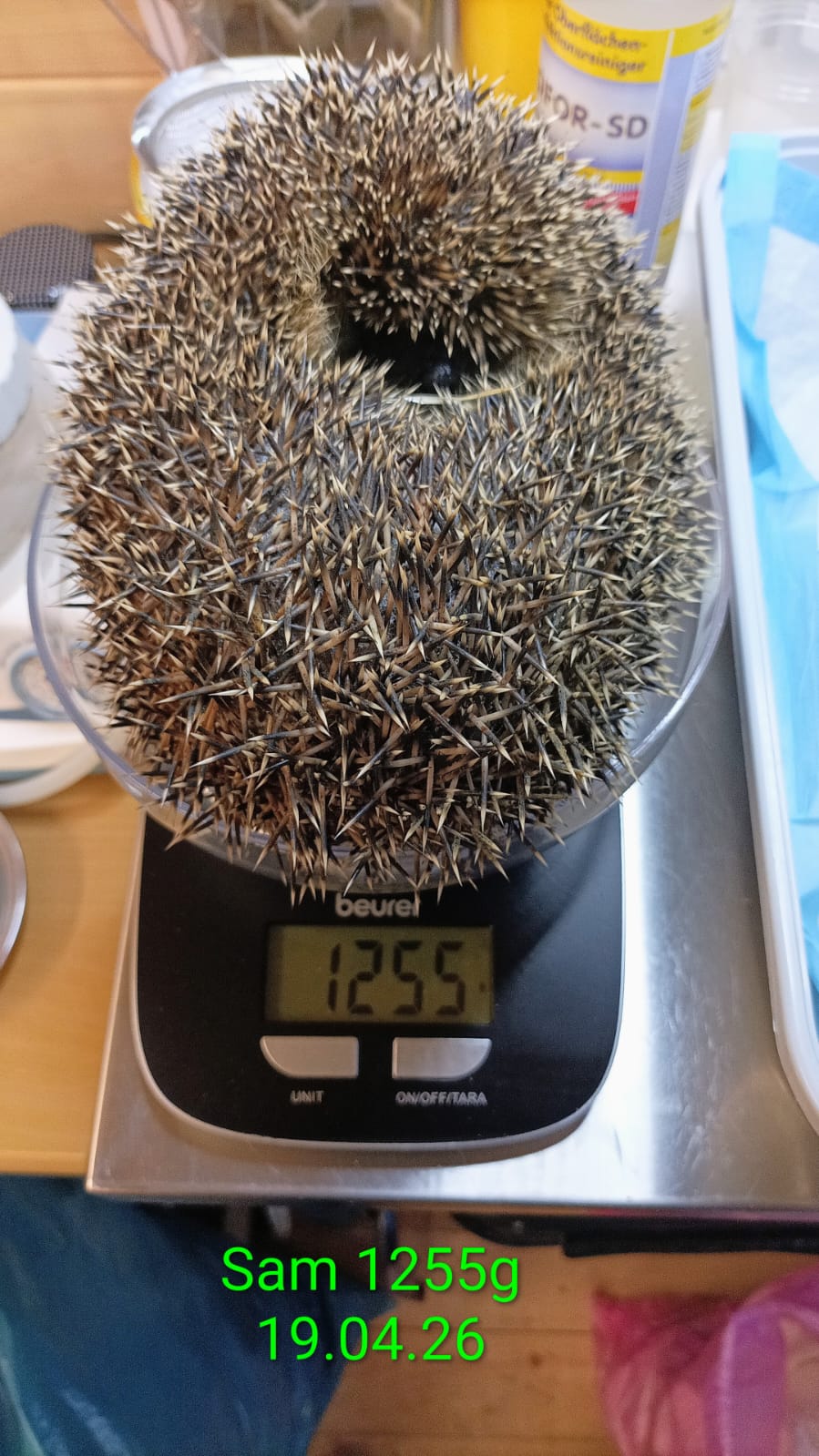 Igelstation Stetten igelstation stetten sam 1255g am 19.04.26