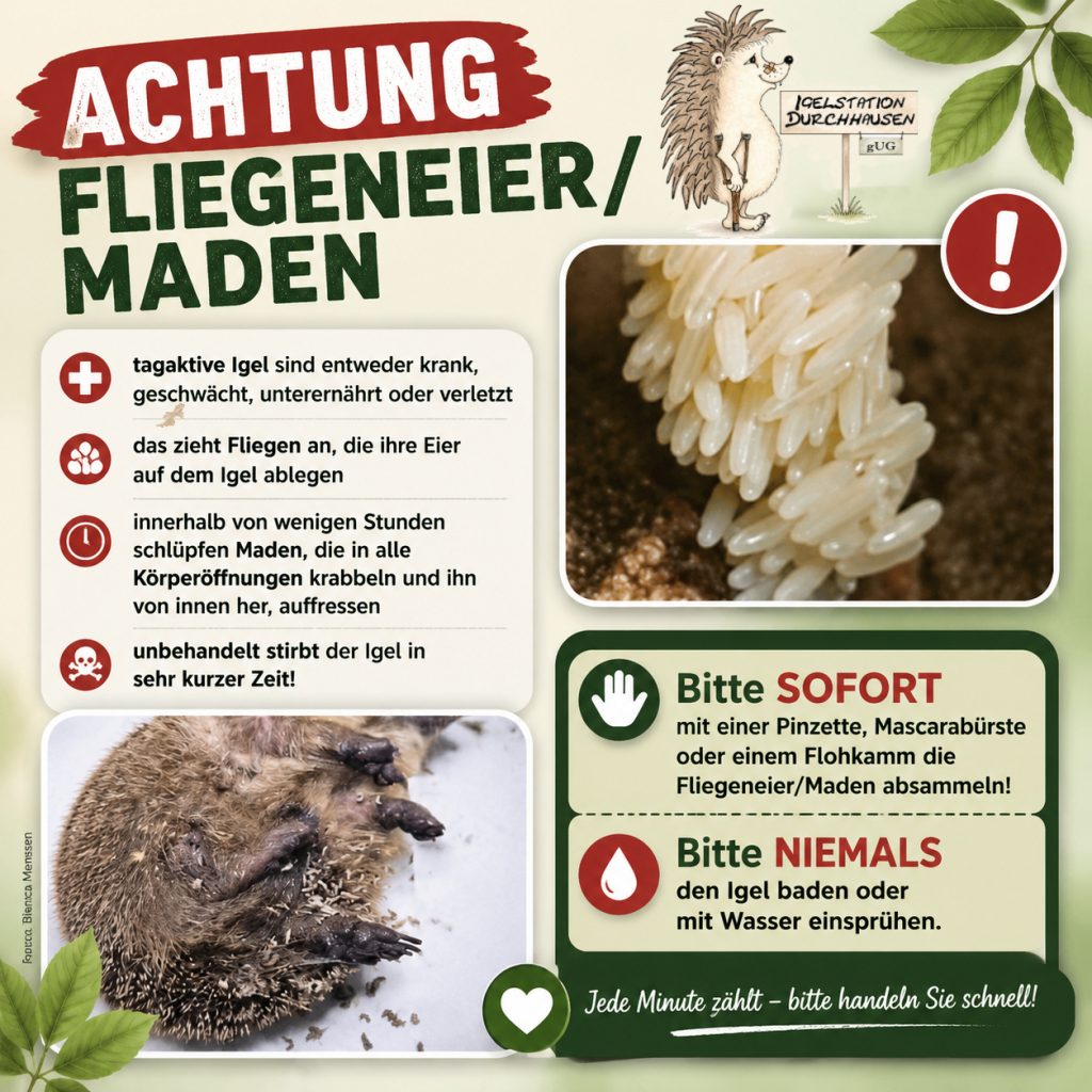 fliegeneier maden