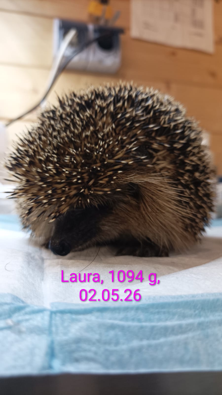 Igelstation Stetten Igelstation Stetten Silke Diehm, laura, 1094g, 02.05.26