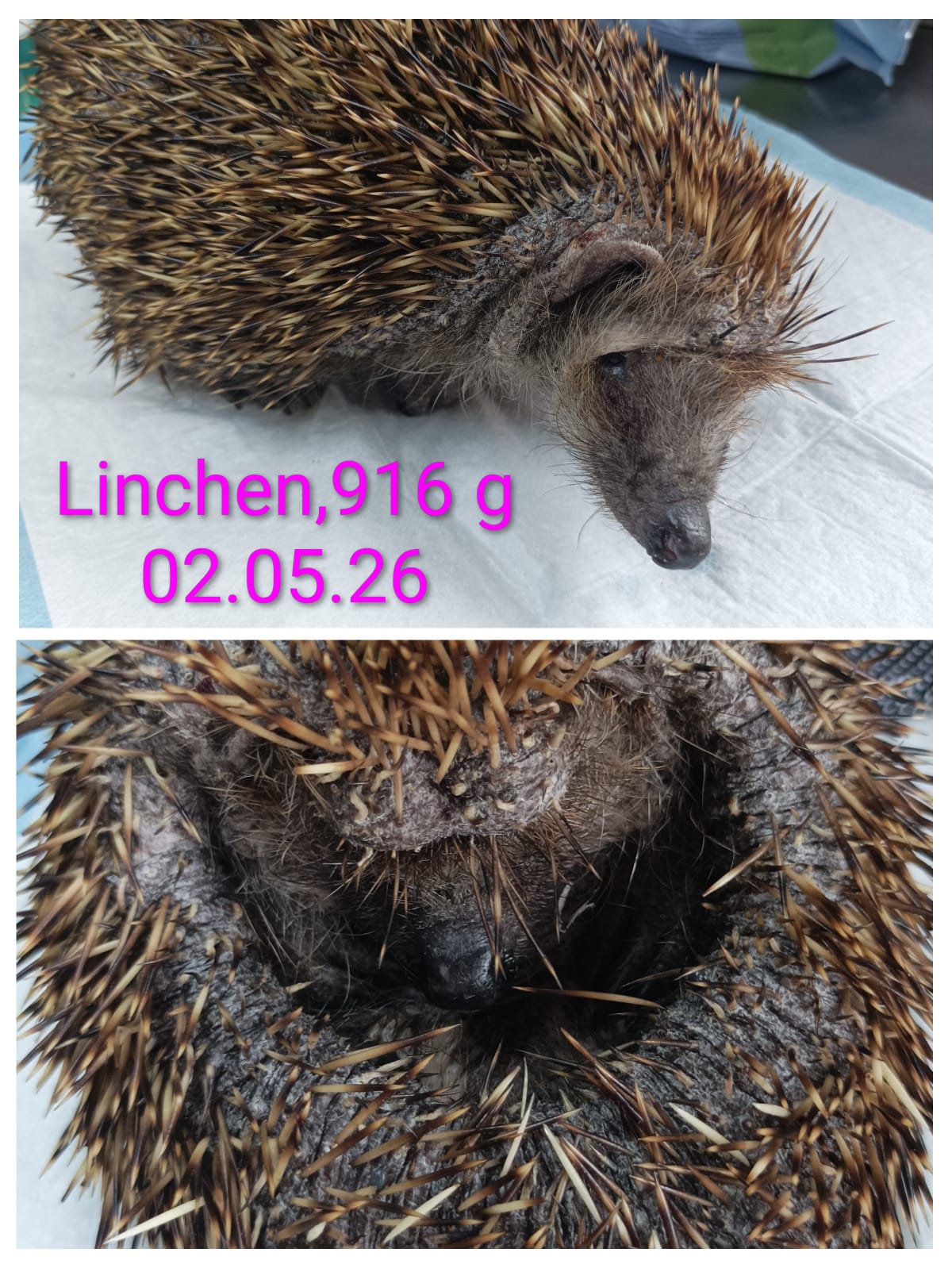 Igelstation Stetten linchen, 916g, 02.05.26