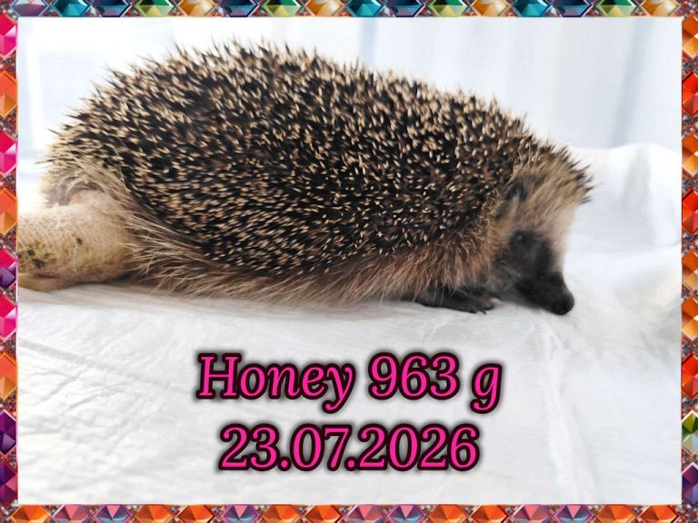 honey 2026 07 26 at 14.54.00