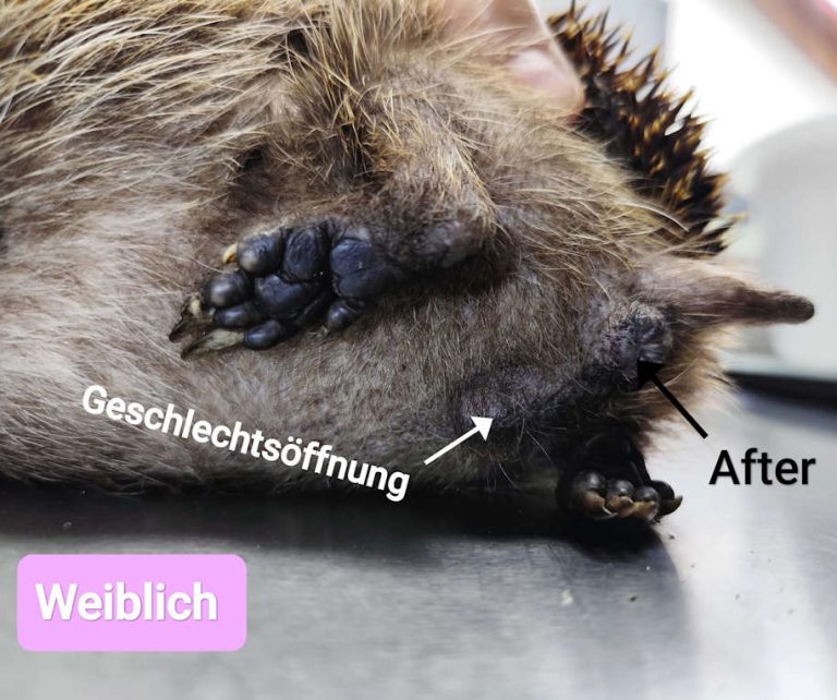 weiblich 2026 07 18 at 09.59.41