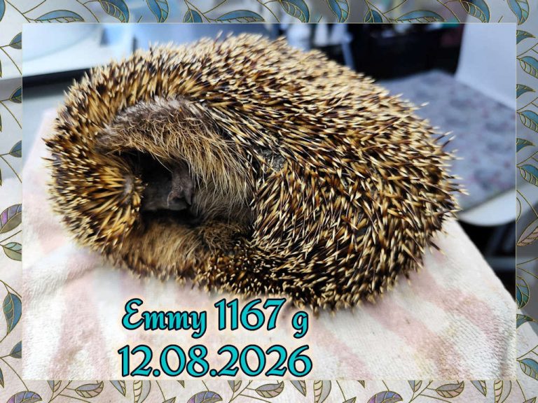 emmy 2026 08 13 at 09.12.12