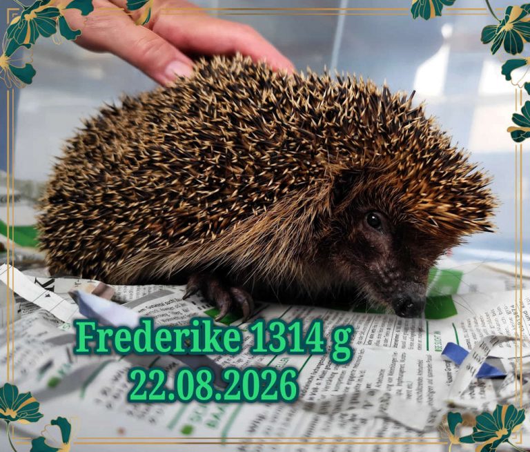 frederike 2026 08 25 at 15.17.26