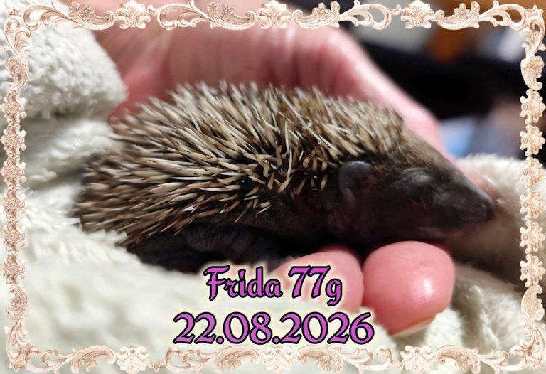 frida 2026 08 22 at 22.52.56