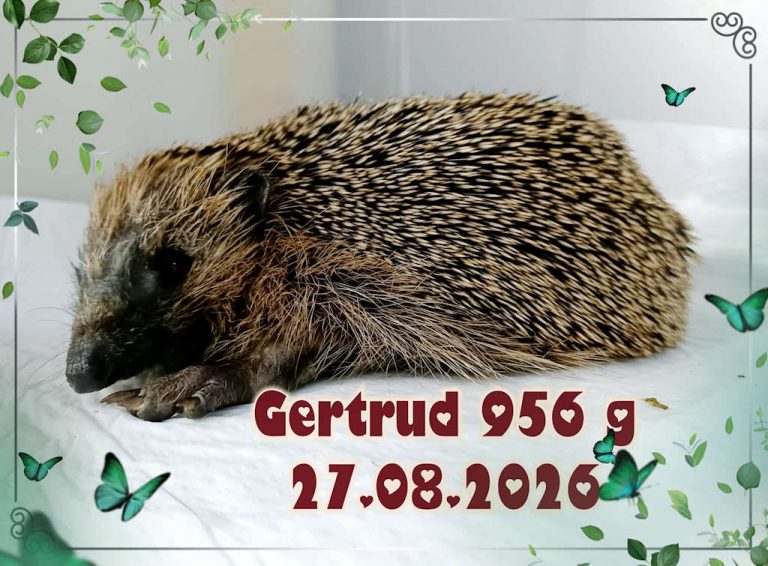 gertrud 2026 08 28 at 15.25.16