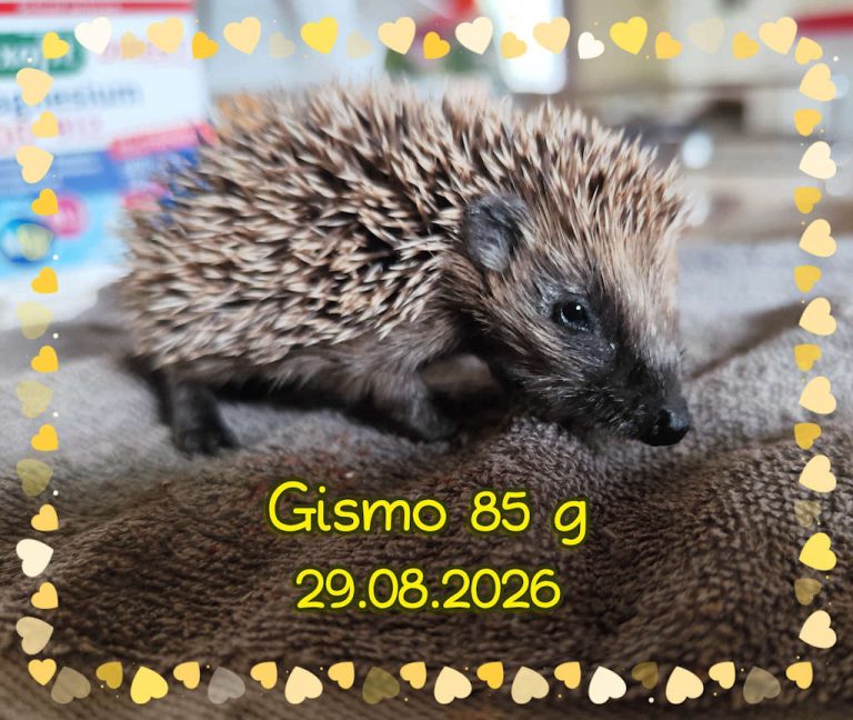 gismo 2026 08 30 at 16.56.46