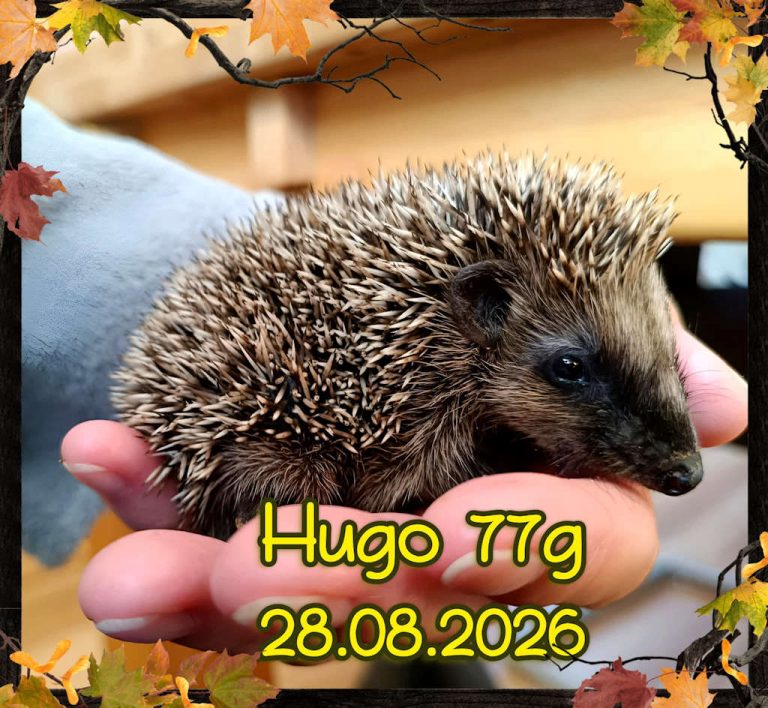 hugo 2026 08 29 at 10.30.04