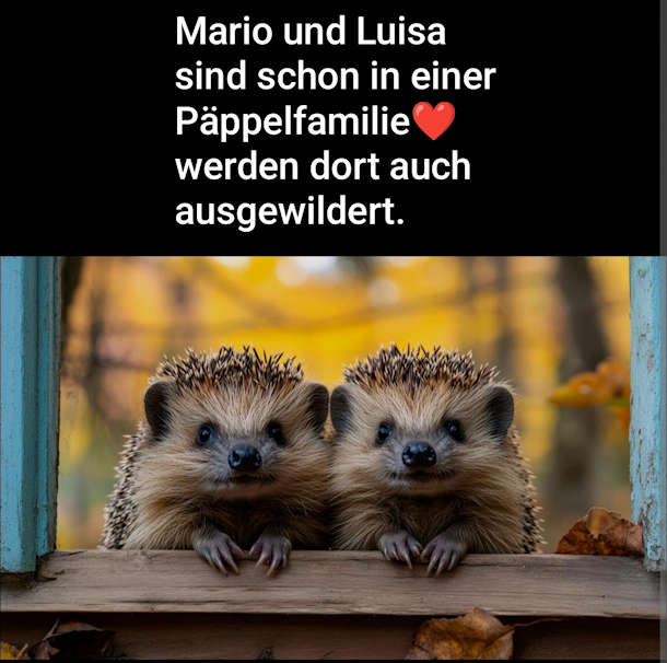 mario luisa 2026 08 28 at 11.54.01