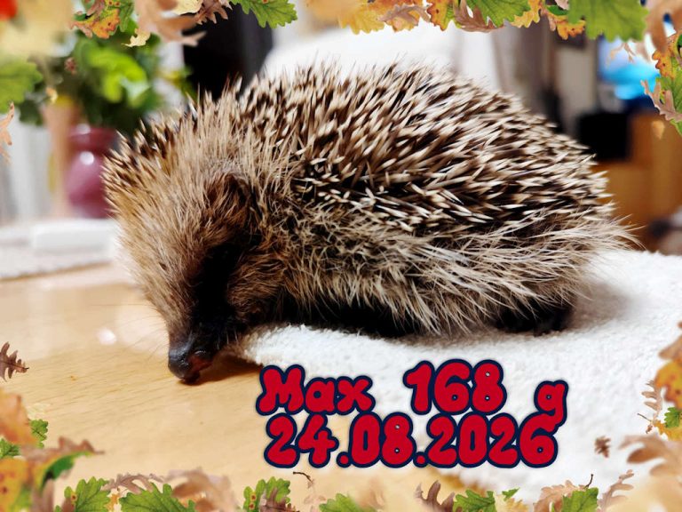 max 2026 08 24 at 21.53.50