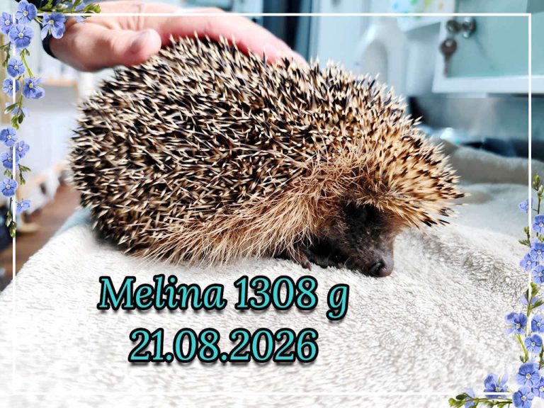 melina 2026 08 21 at 15.40.24