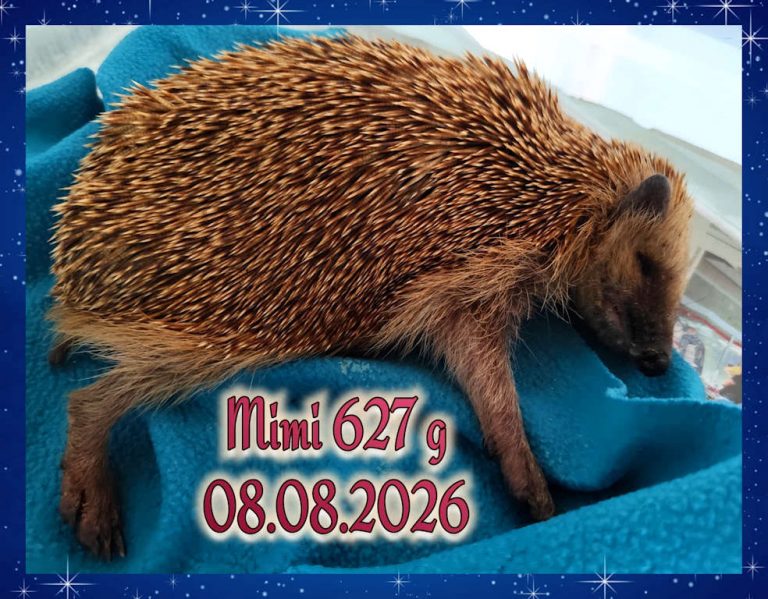 mimi 2026 08 08 at 15.23.15