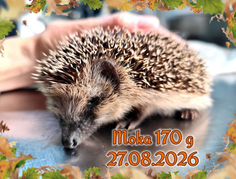 moka 2026 08 28 at 12.39.23