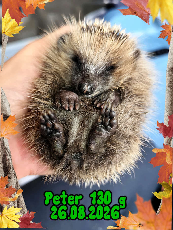 peter 2026 08 27 at 15.22.22