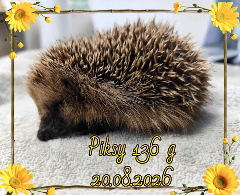 piksie 2026 08 21 at 15.12.31