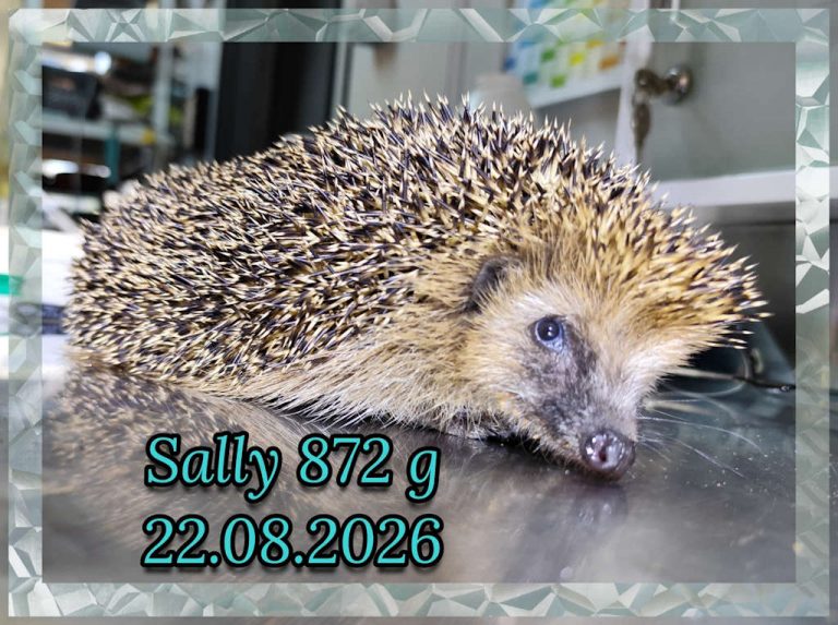 sally 2026 08 22 at 21.58.28