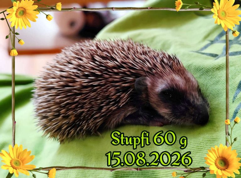 stupfie 2026 08 15 at 15.36.49
