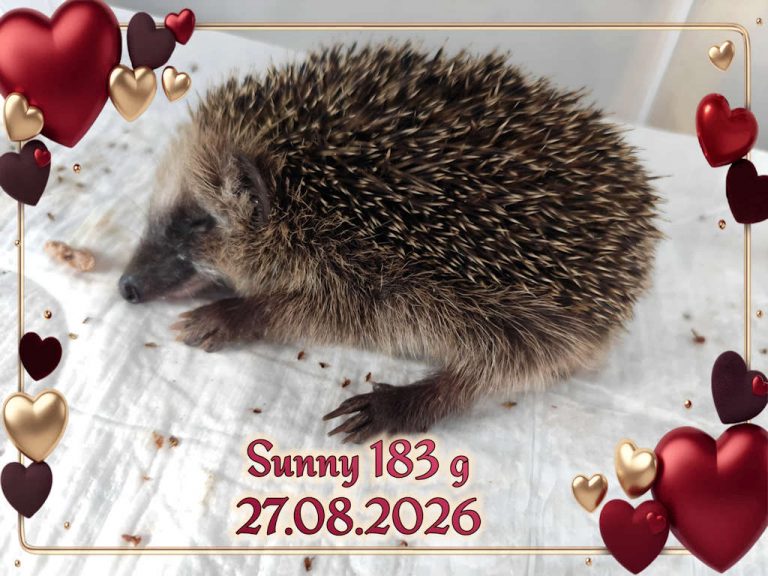 sunny 2026 08 27 at 15.32.31