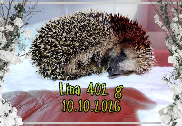 Igelstation Durchhausen lina 2026 10 10 at 19.45.14