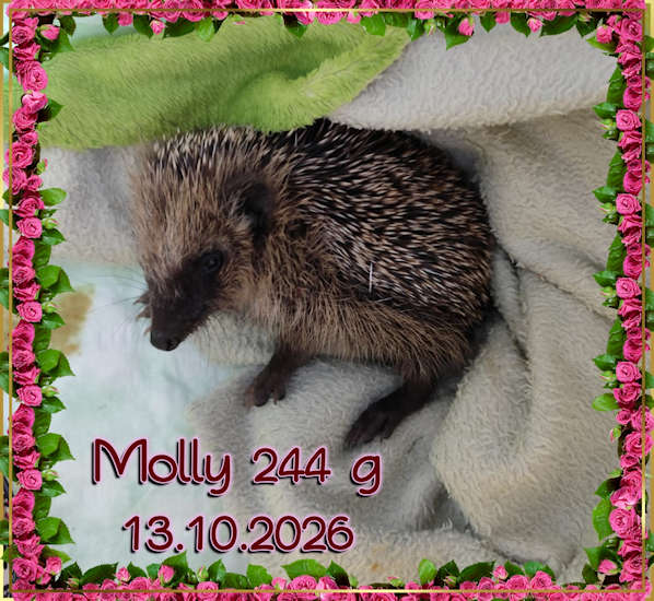 Igelstation Durchhausen molly 2026 10 13 at 21.49.58